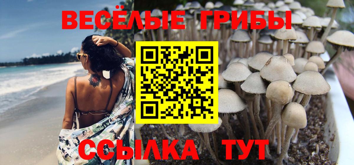Псилоцибиновые грибы Psilocybine cubensis Саров